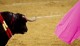 El toro mira exahusto la llamada del torero con el capote-The bul hearsl exhausted the call of the bullfighter with his cape